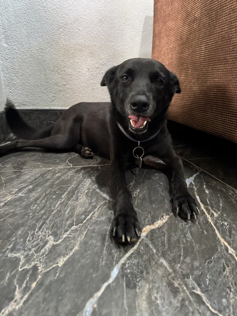 Mix Breed - Mixed Breed Dog