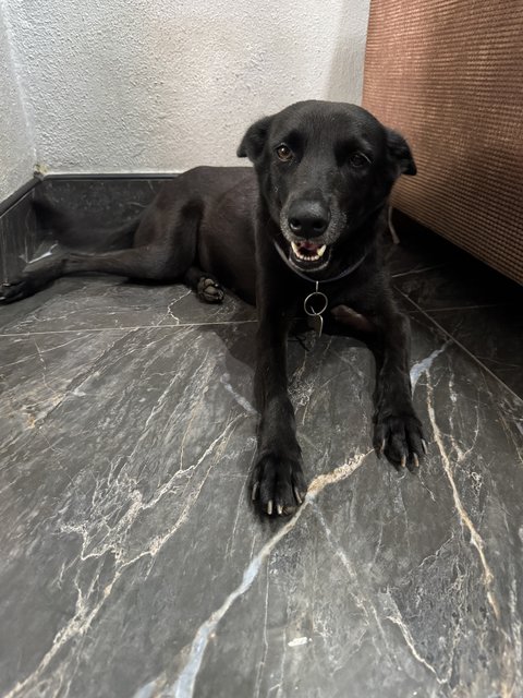 Mix Breed - Mixed Breed Dog