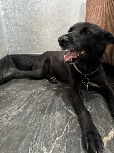 Mix Breed - Mixed Breed Dog