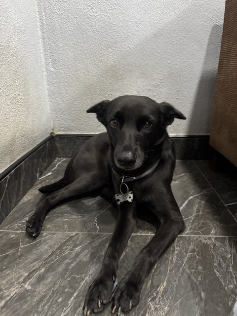 Mix Breed - Mixed Breed Dog
