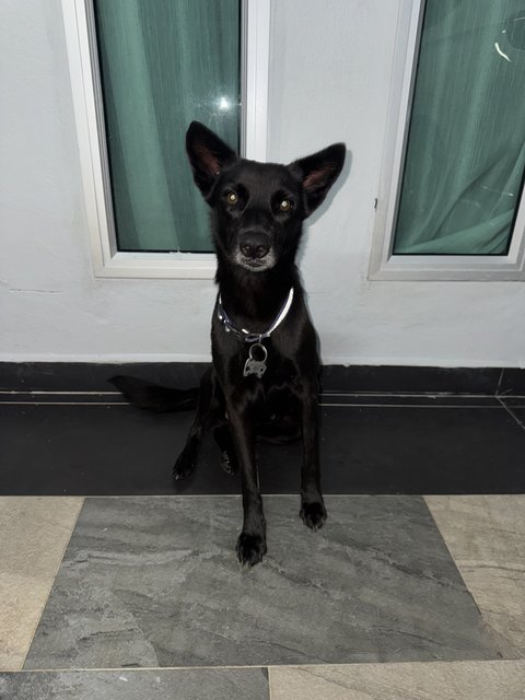 Mix Breed - Mixed Breed Dog