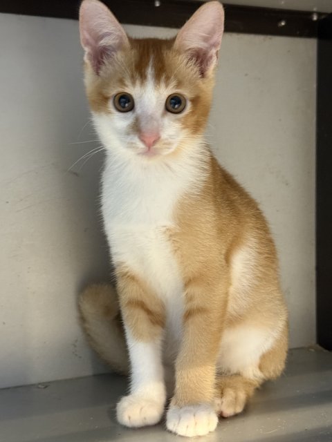 Oyenz - Domestic Short Hair Cat