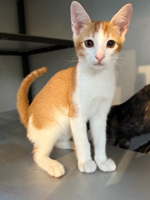 Oyenz - Domestic Short Hair Cat