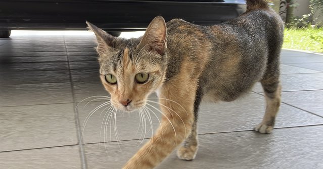 PF141137 - Tortoiseshell + Tabby Cat