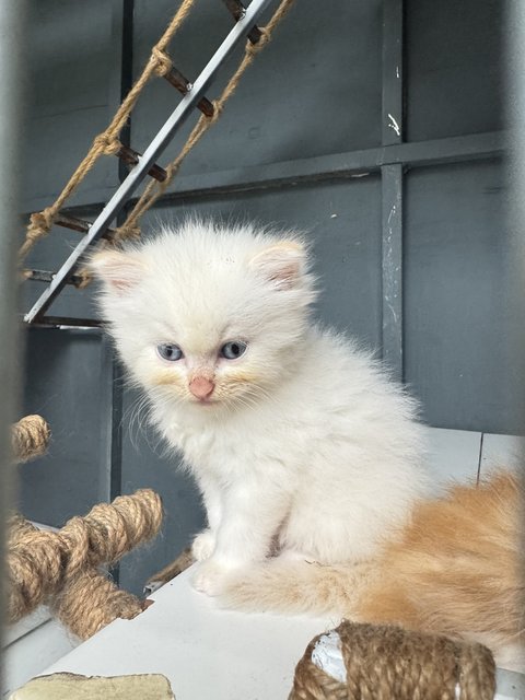 Micky - Domestic Long Hair Cat