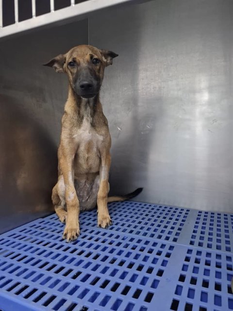 Sunshine (K) - Mixed Breed Dog