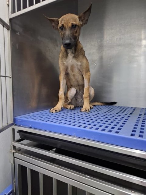 Sunshine (K) - Mixed Breed Dog