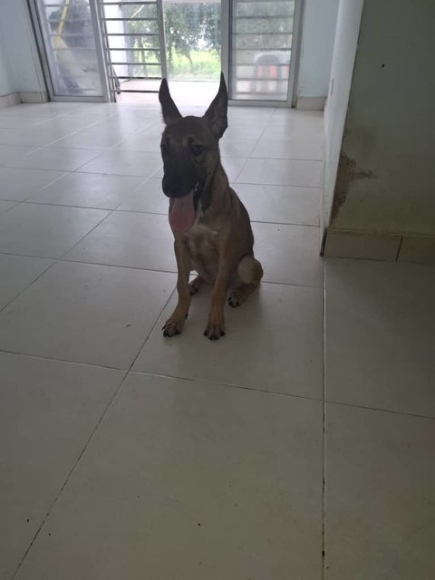 Sunshine (K) - Mixed Breed Dog