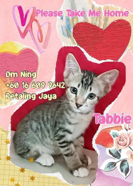 Mimie (Girl) &amp; Tabbie (Boy), Misha - Domestic Short Hair Cat