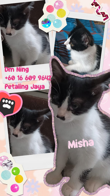 Mimie (Girl) &amp; Tabbie (Boy), Misha - Domestic Short Hair Cat