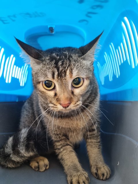 Lorreta - Tabby Cat