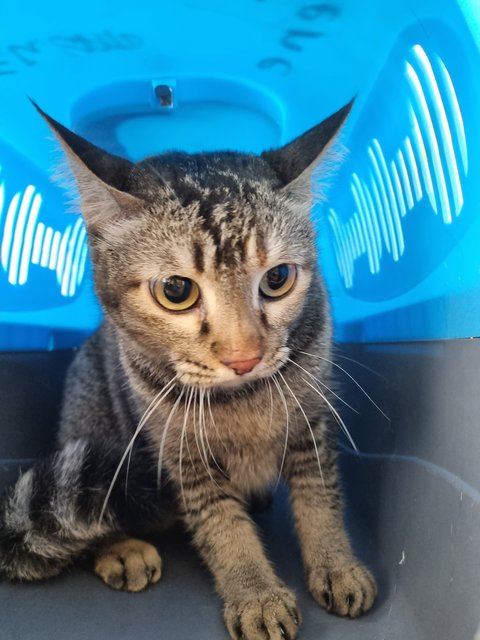 Lorreta - Tabby Cat