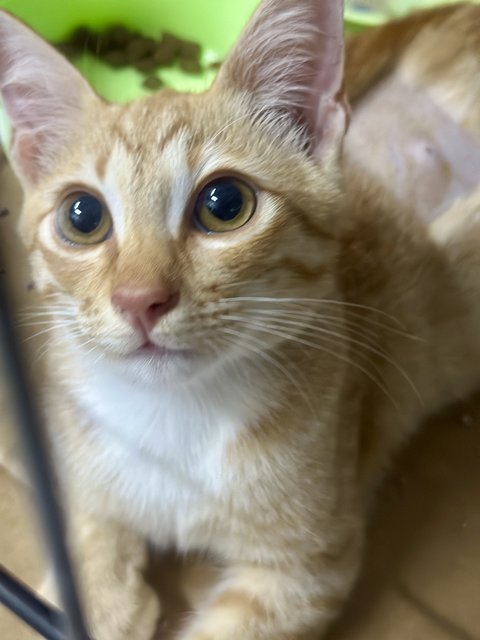 Nestum And Kicap  - Domestic Short Hair Cat