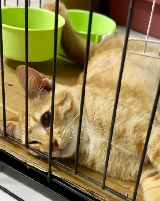 Nestum And Kicap  - Domestic Short Hair Cat