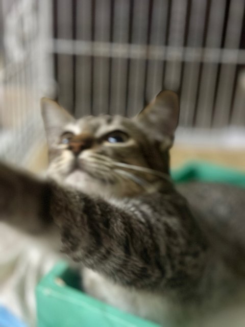 Nestum And Kicap  - Domestic Short Hair Cat