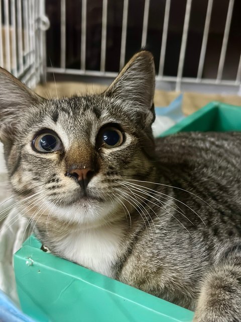 Nestum And Kicap  - Domestic Short Hair Cat