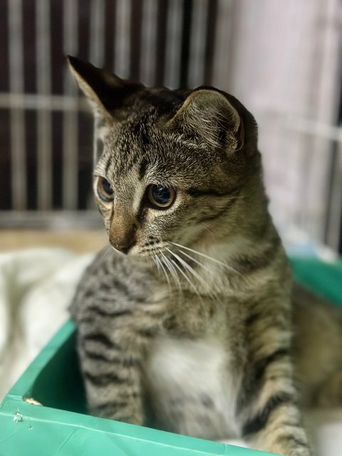 Nestum And Kicap  - Domestic Short Hair Cat