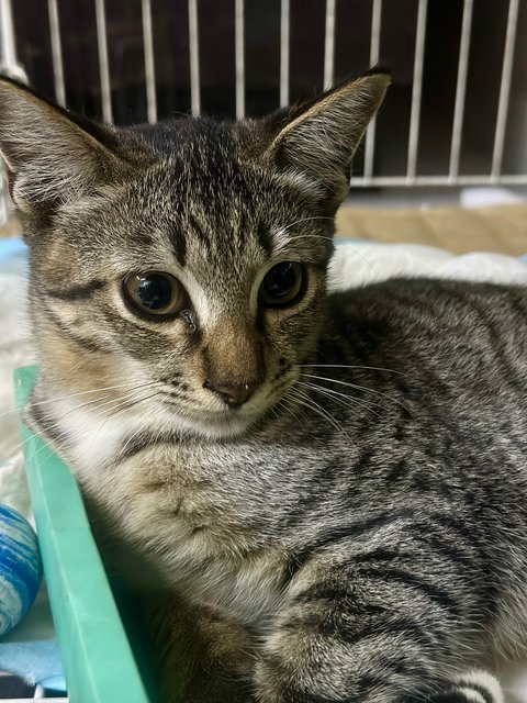 Nestum And Kicap  - Domestic Short Hair Cat