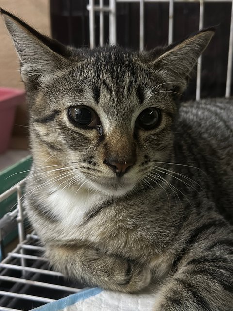 Nestum And Kicap  - Domestic Short Hair Cat