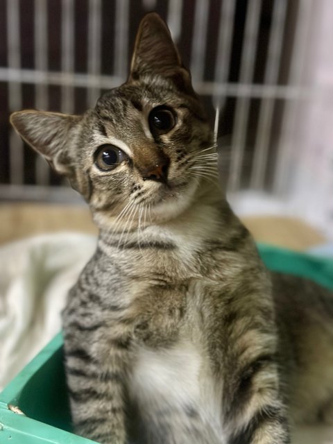 Nestum And Kicap  - Domestic Short Hair Cat