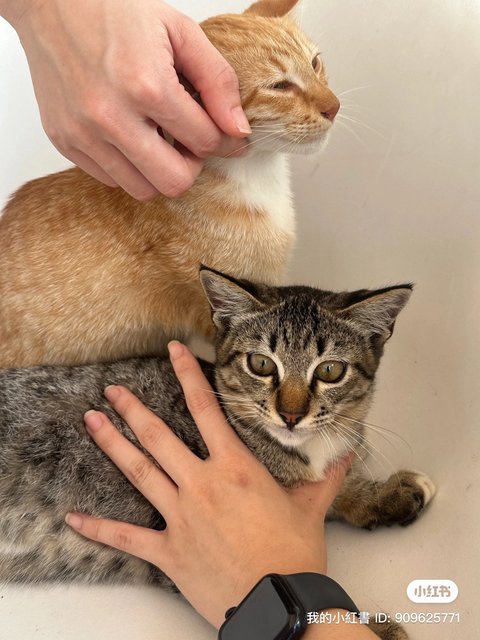 Nestum And Kicap  - Domestic Short Hair Cat