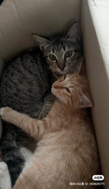 Nestum And Kicap  - Domestic Short Hair Cat