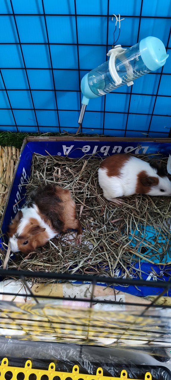 Lucky - Guinea Pig Small & Furry