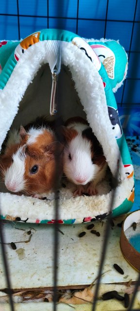 Lucky - Guinea Pig Small & Furry