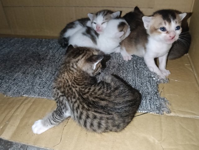 Unnamed  - Domestic Short Hair + Domestic Medium Hair Cat