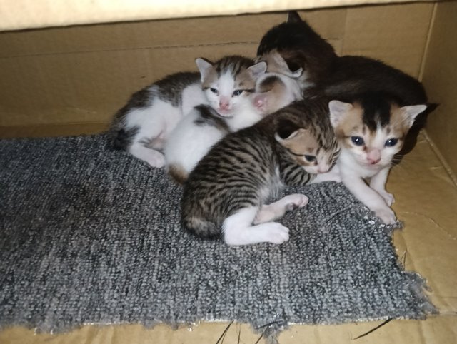 Unnamed  - Domestic Short Hair + Domestic Medium Hair Cat