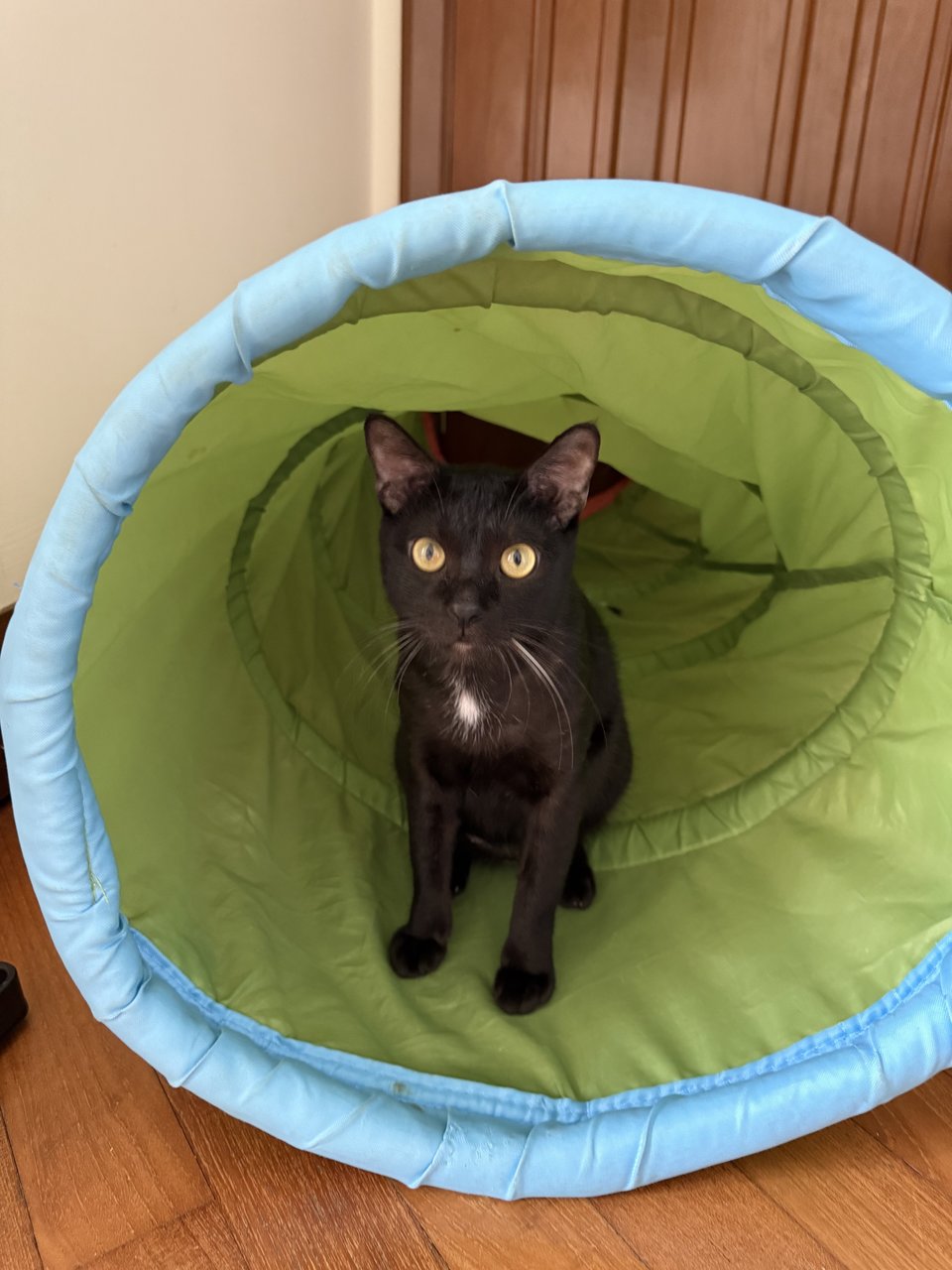 Berry - Domestic Short Hair Cat