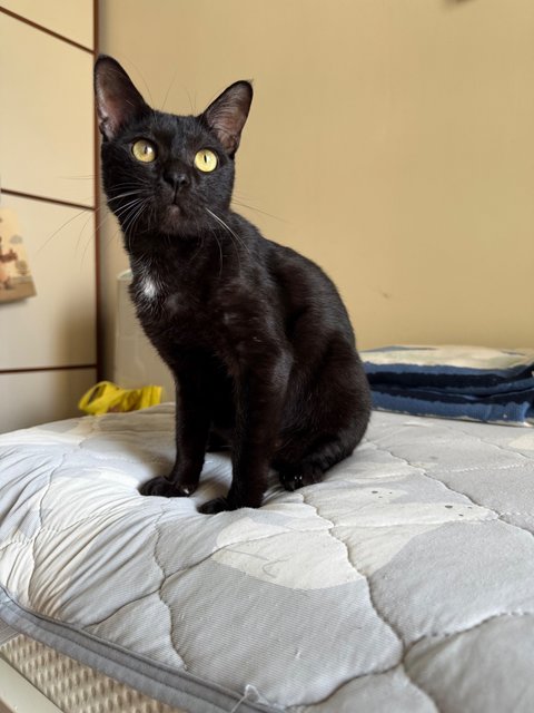 Berry - Domestic Short Hair Cat