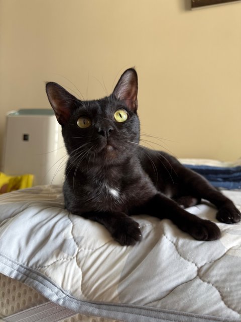 Berry - Domestic Short Hair Cat