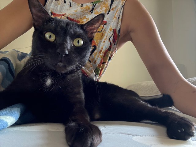 Berry - Domestic Short Hair Cat