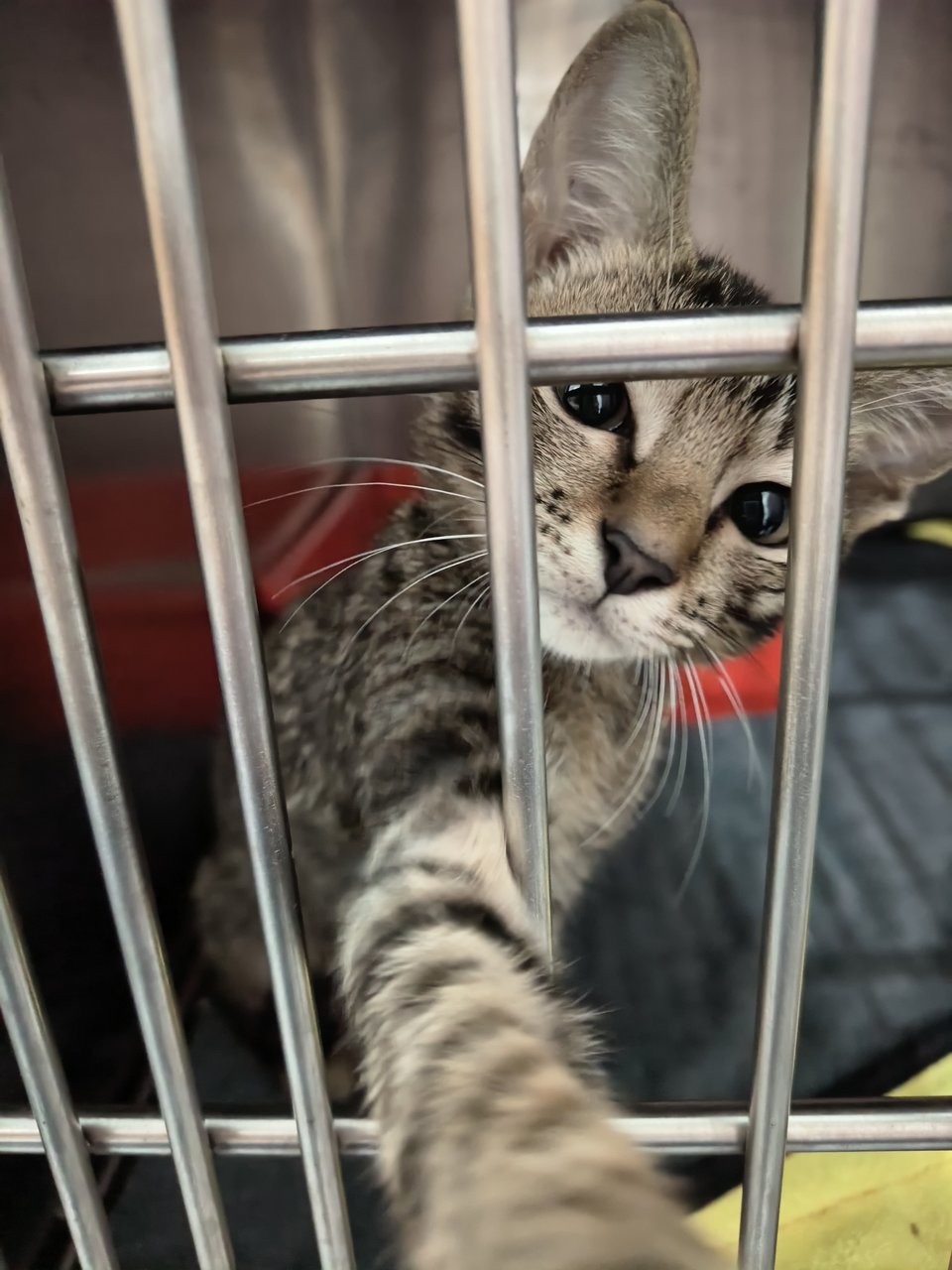 Gummy - Tabby Cat