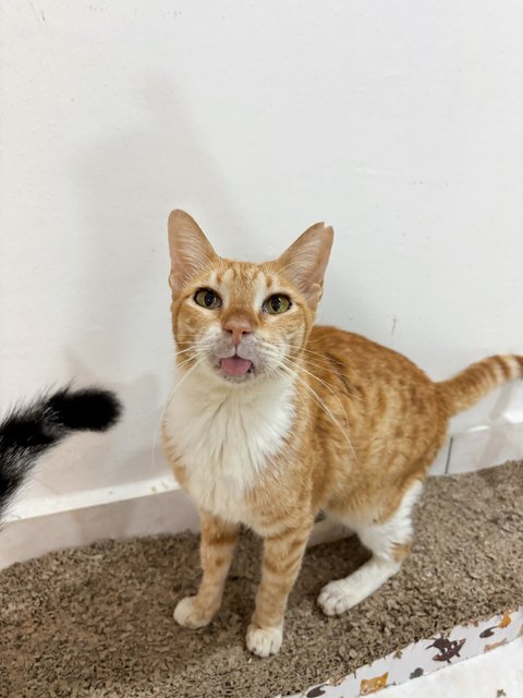 Oyen Mama 🐱 - Domestic Short Hair Cat