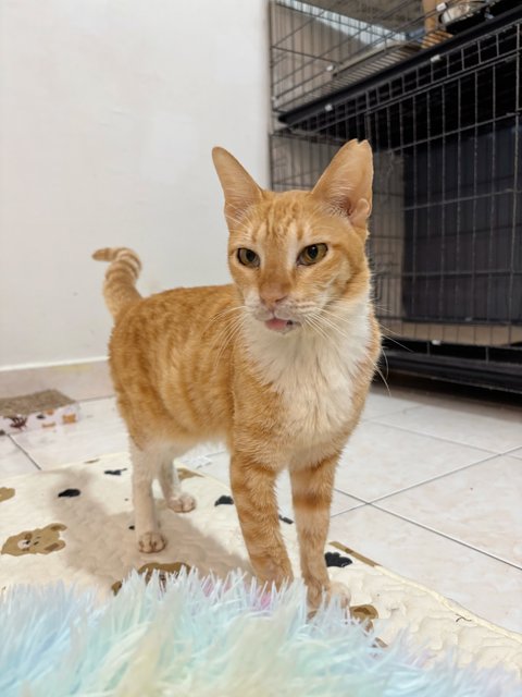 Oyen Mama 🐱 - Domestic Short Hair Cat