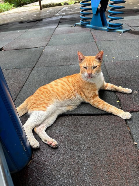 Oyen Mama 🐱 - Domestic Short Hair Cat