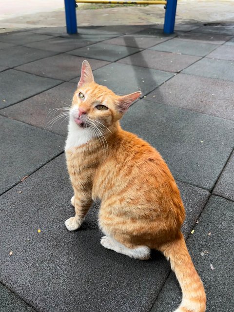Oyen Mama 🐱 - Domestic Short Hair Cat