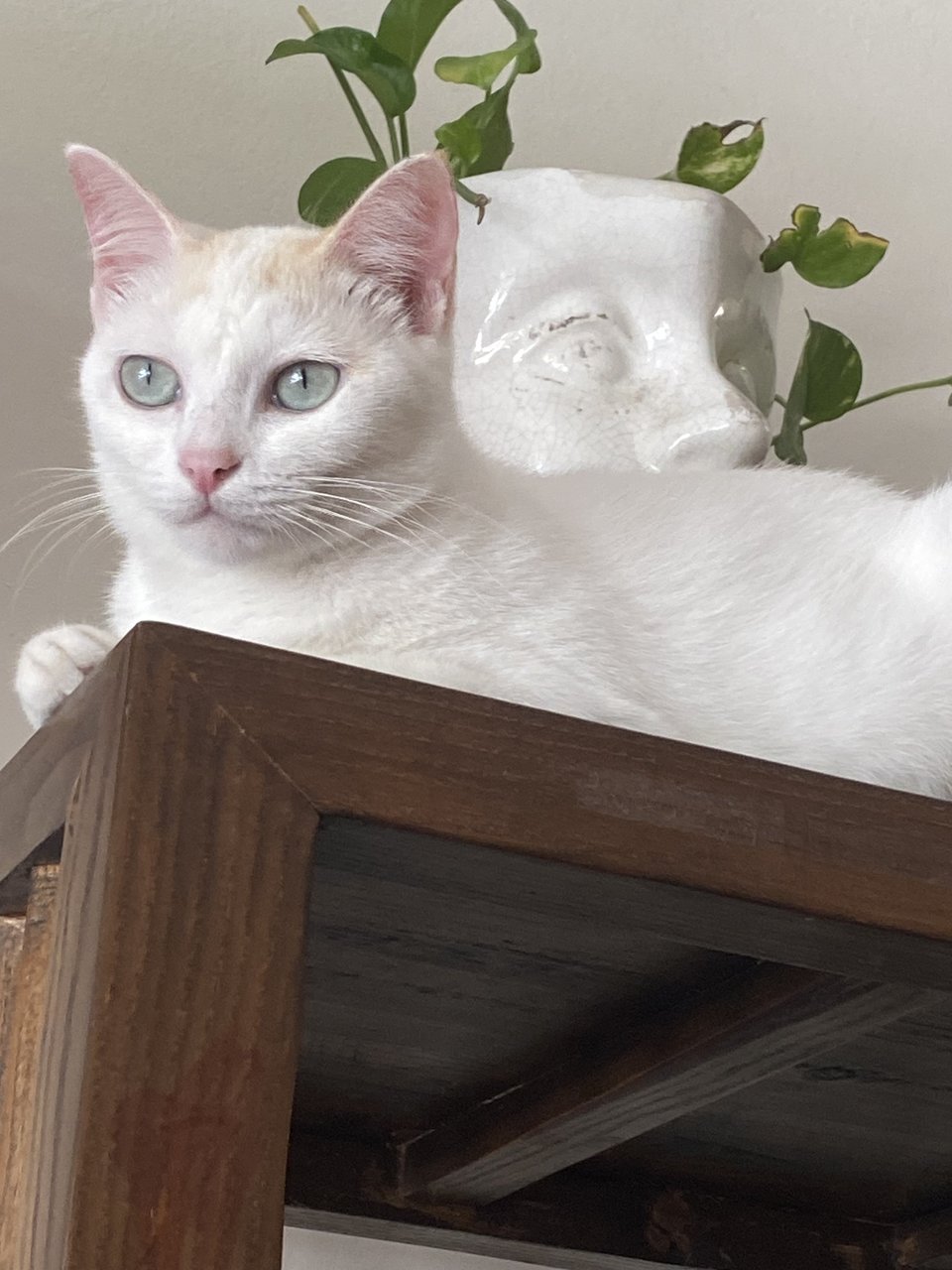 Amelie - Domestic Short Hair Cat