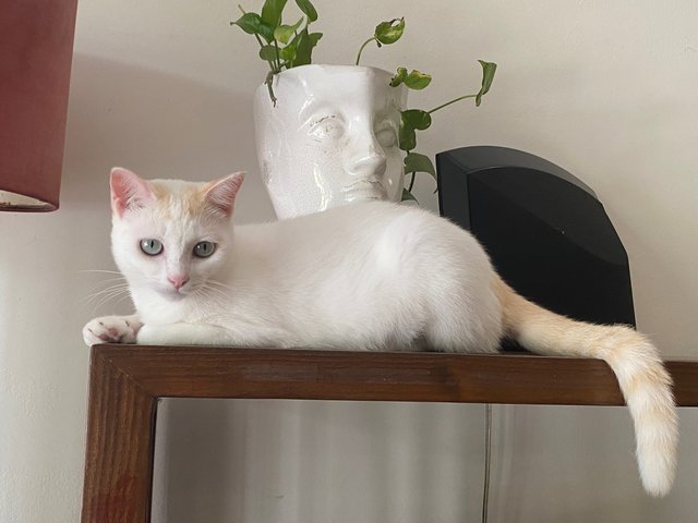 Amelie - Domestic Short Hair Cat