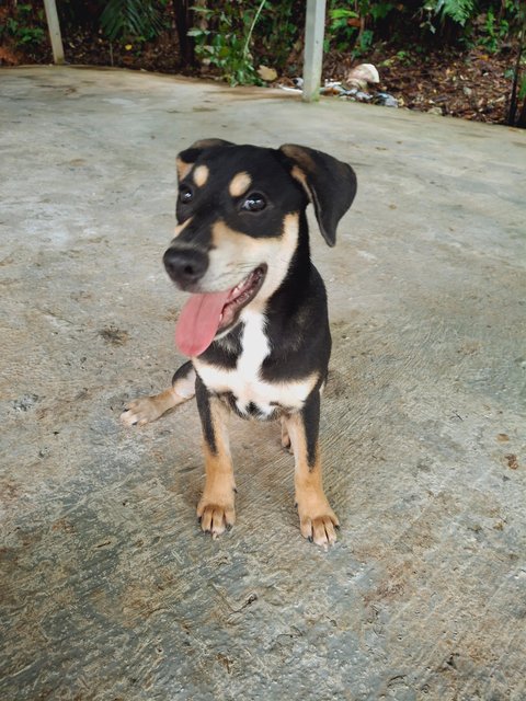 John - Mixed Breed Dog