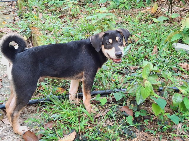 John - Mixed Breed Dog