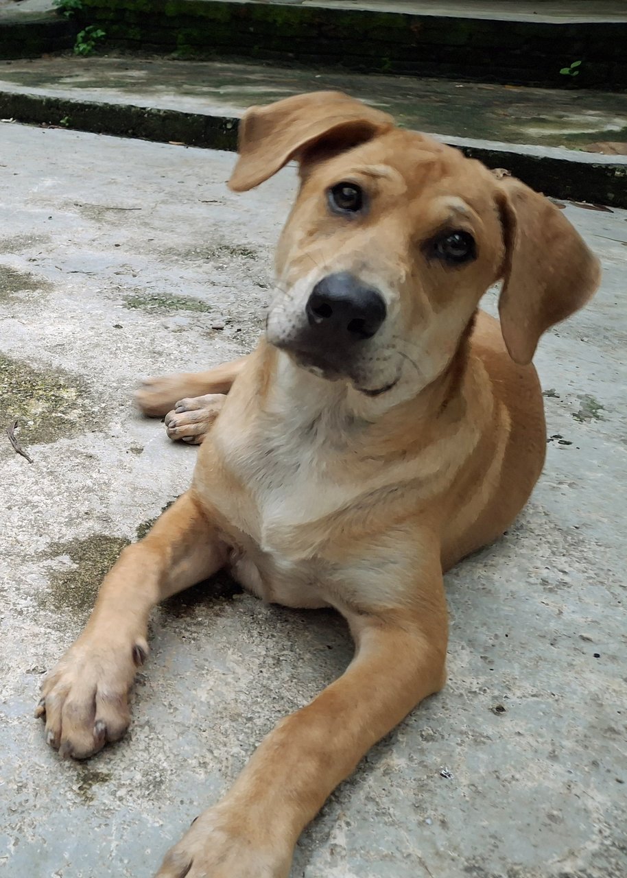 Lan Chai / Handsome  - Mixed Breed Dog