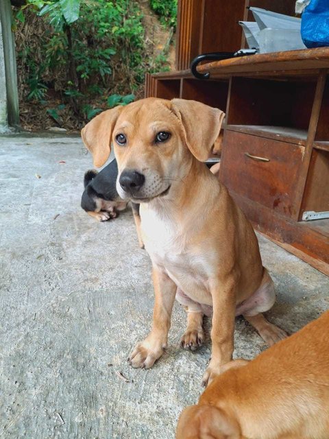 Lan Chai / Handsome  - Mixed Breed Dog