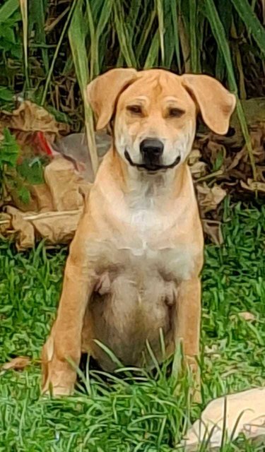 Lan Chai / Handsome  - Mixed Breed Dog