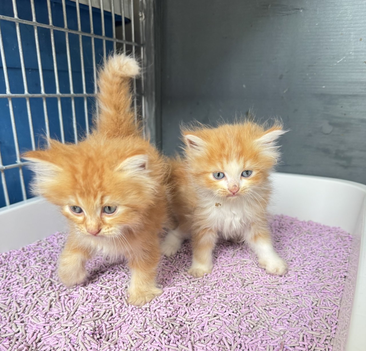 Mini &amp; Miko - Domestic Long Hair Cat