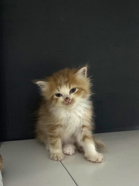 Mini &amp; Miko - Domestic Long Hair Cat