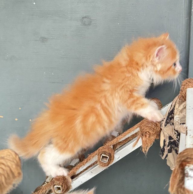 Mini &amp; Miko - Domestic Long Hair Cat