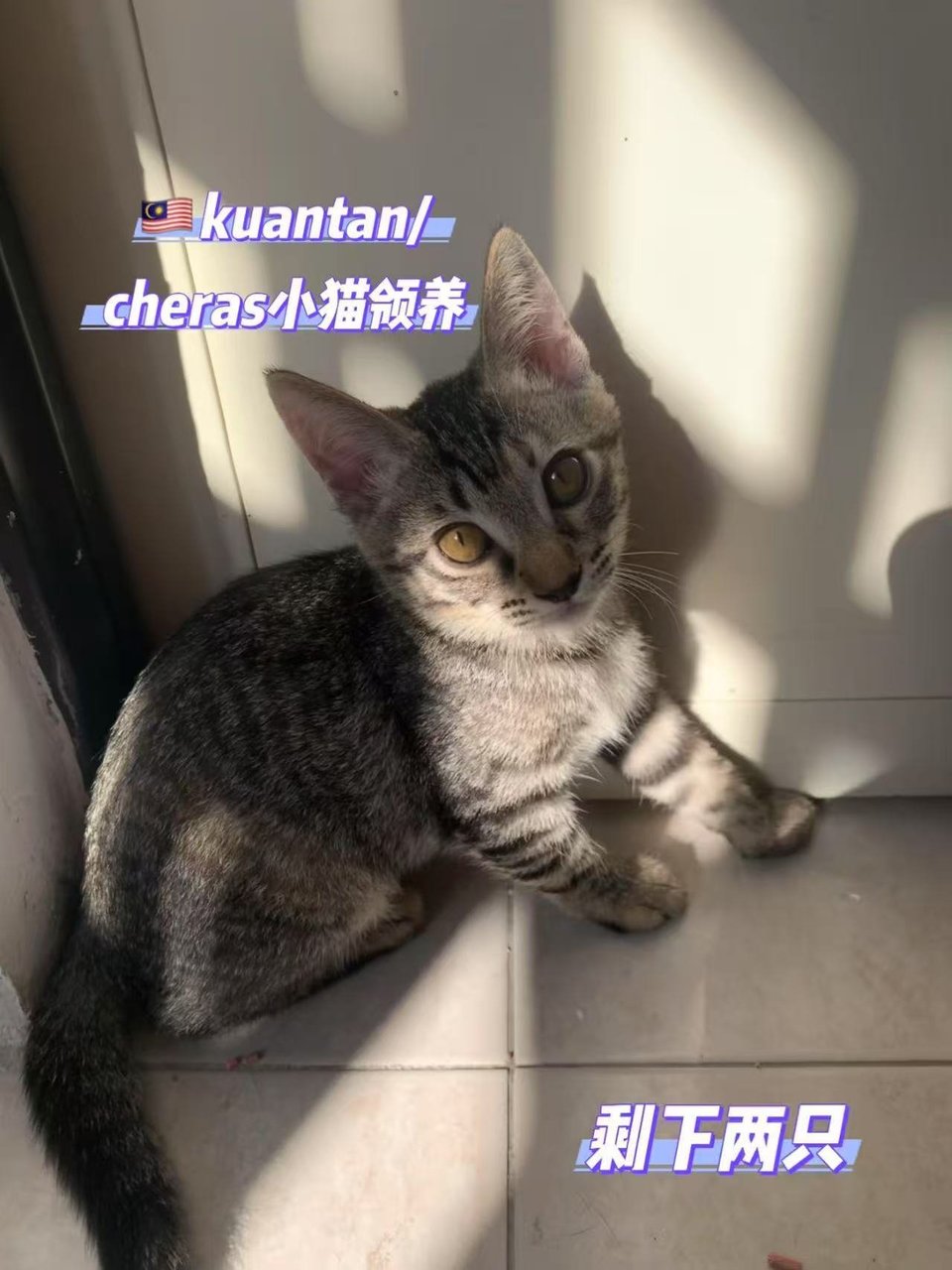 Paopao - Tabby Cat